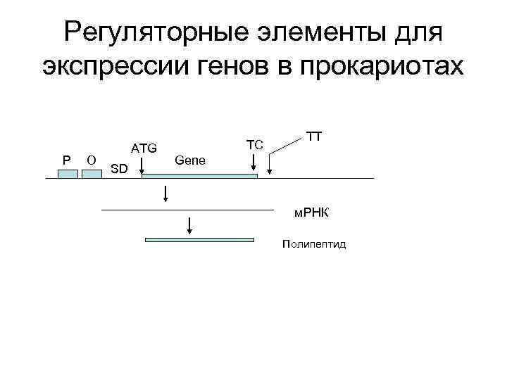 Регуляторные элементы для экспрессии генов в прокариотах P O ATG SD TC TT Gene