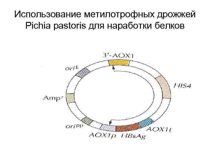 Использование метилотрофных дрожжей Pichia pastoris для наработки белков 