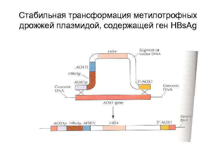 Стабильная трансформация метилотрофных дрожжей плазмидой, содержащей ген HBs. Ag 