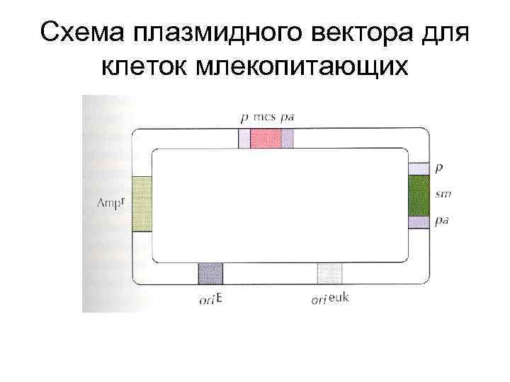Схема плазмидного вектора для клеток млекопитающих 