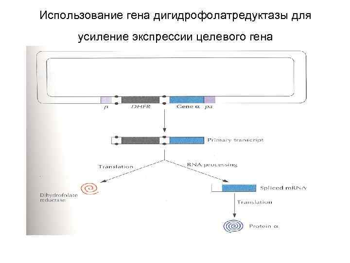 Использование гена дигидрофолатредуктазы для усиление экспрессии целевого гена 