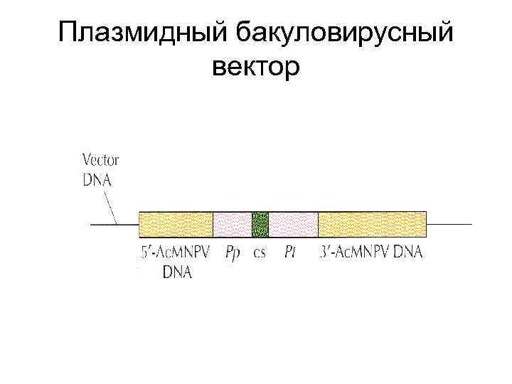 Плазмидный бакуловирусный вектор 