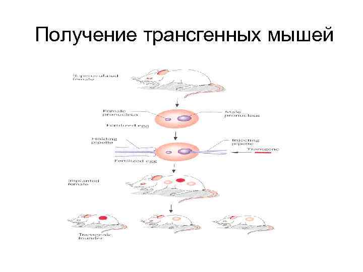 Получение трансгенных мышей 