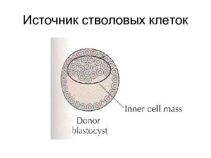 Источник стволовых клеток 