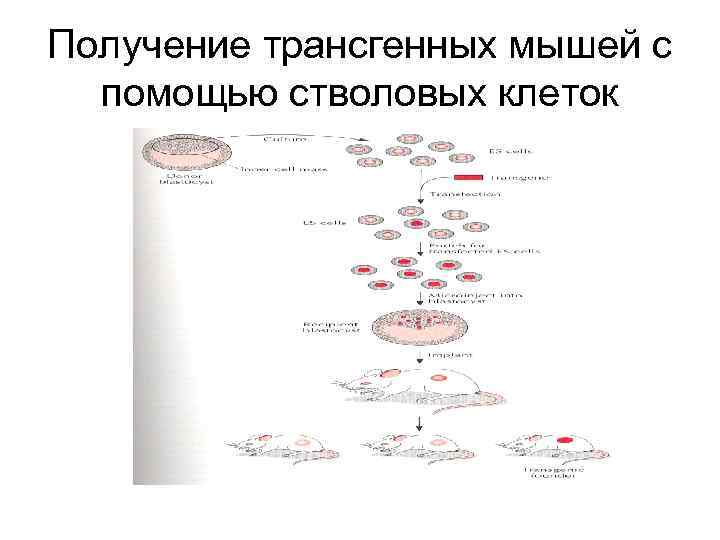 Получение трансгенных мышей с помощью стволовых клеток 