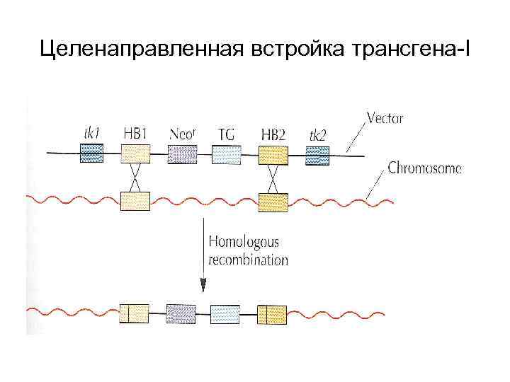 Целенаправленная встройка трансгена-I 