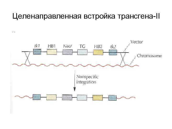 Целенаправленная встройка трансгена-II 