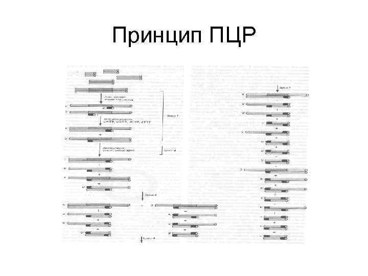 Принцип ПЦР 