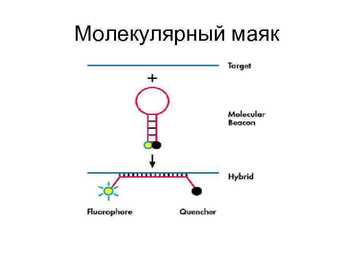 Молекулярный маяк 
