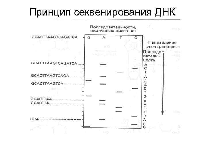 Принцип секвенирования ДНК 