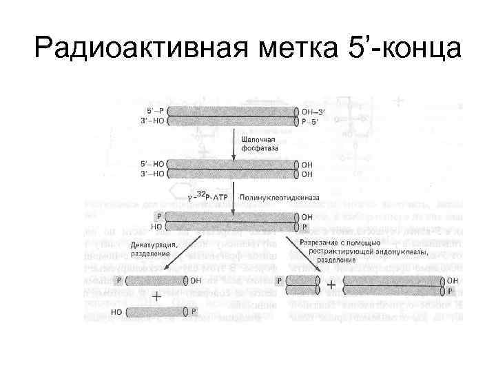 Радиоактивная метка 5’-конца 
