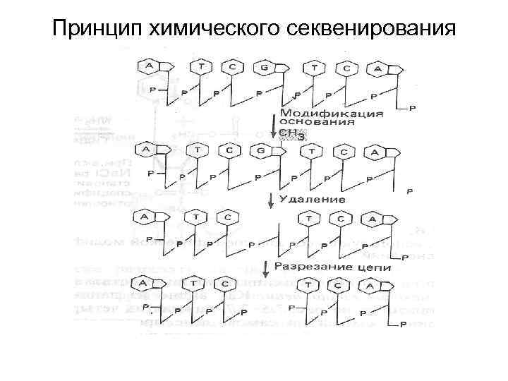 Принцип химического секвенирования 
