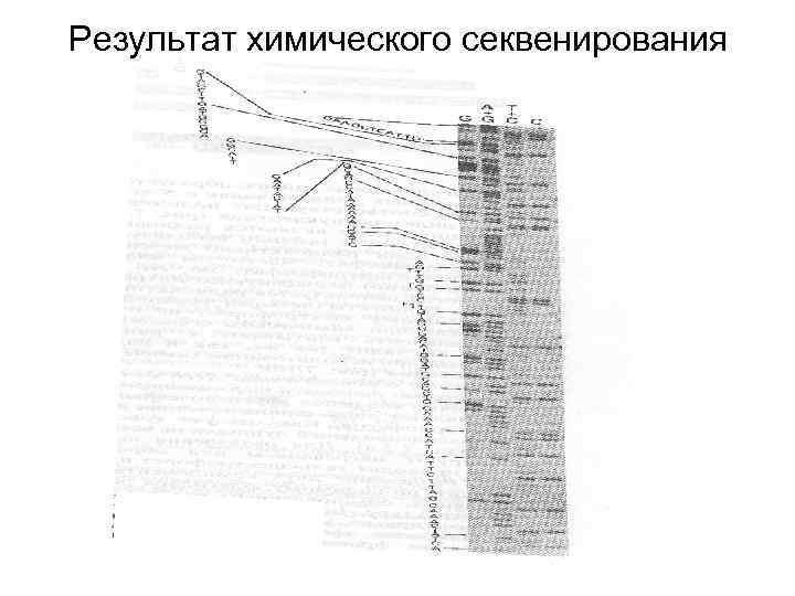 Результат химического секвенирования 