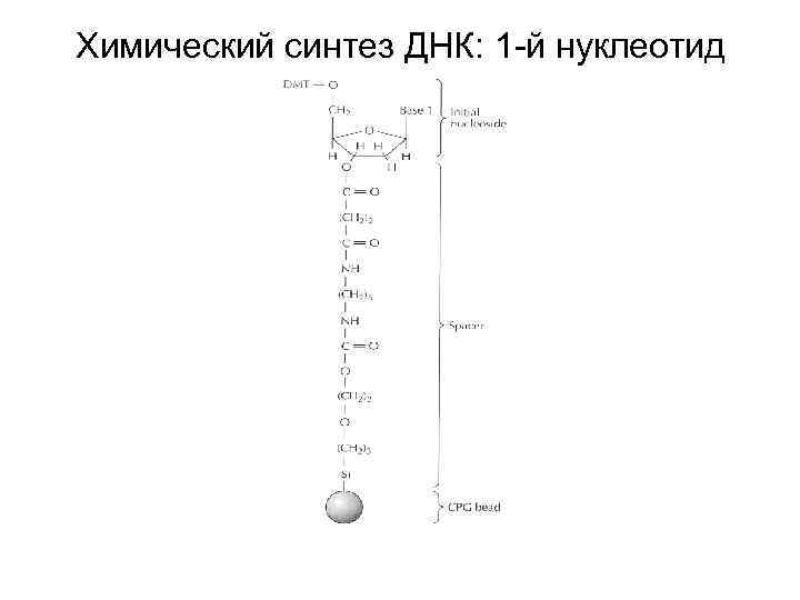 Химический синтез ДНК: 1 -й нуклеотид 