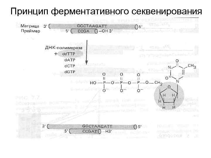 Принцип ферментативного секвенирования 