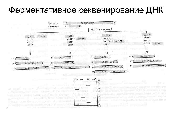 Ферментативное секвенирование ДНК 