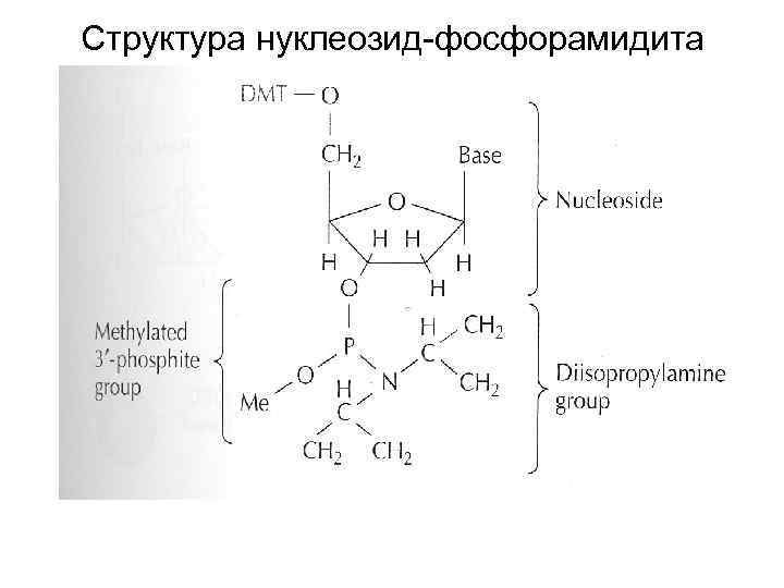 Структура нуклеозид-фосфорамидита 