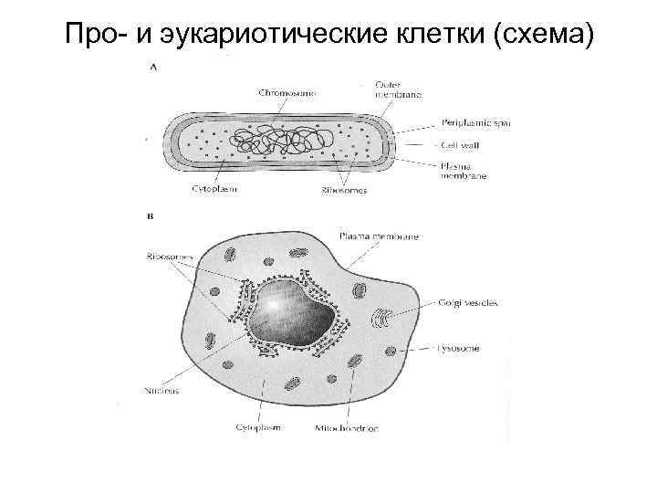 Рисунок эукариотической клетки