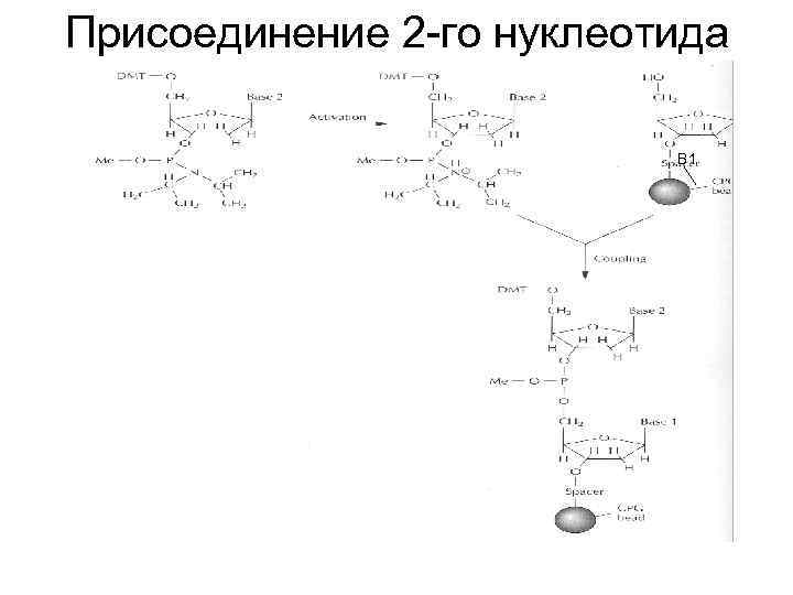 Присоединение 2 -го нуклеотида В 1 