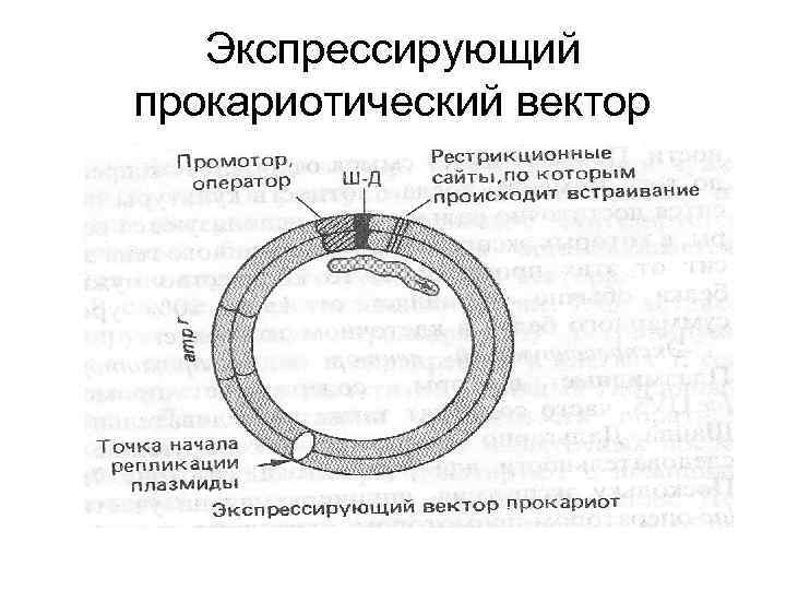 Экспрессирующий прокариотический вектор 