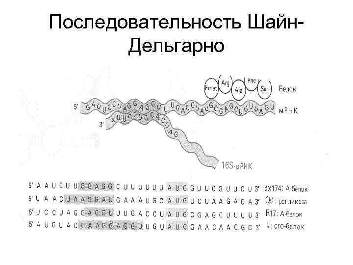 Последовательность Шайн. Дельгарно 
