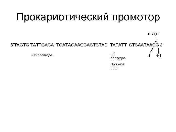 Прокариотический промотор старт 5’TAGTG TATTGACA TGATAGAAGCACTCTAC TATATT CTCAATAACG 3’ -35 последов. -10 последов. Прибнов
