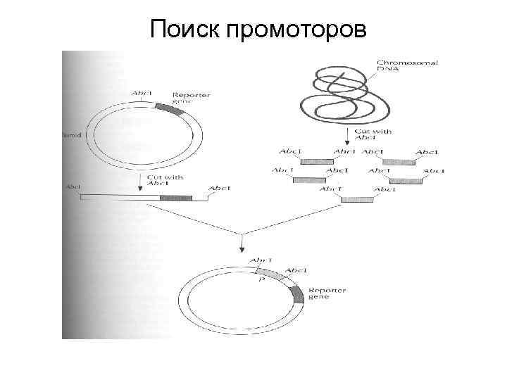 Поиск промоторов 