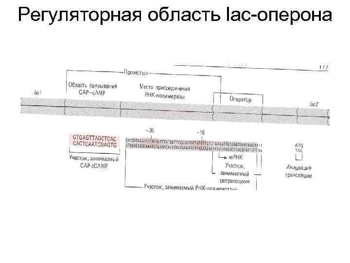 Регуляторная область lac-оперона 