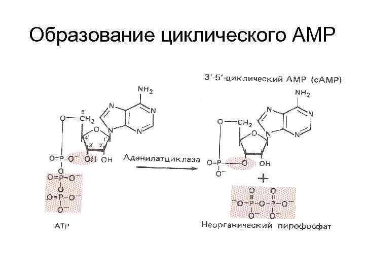 Образование циклического АМР 