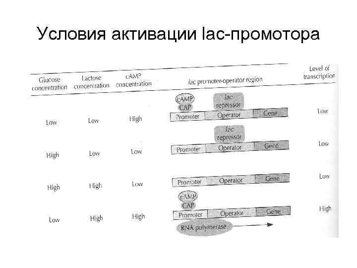Условия активации lac-промотора 