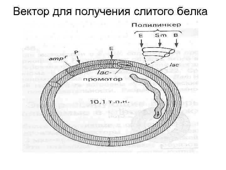 Вектор для получения слитого белка 