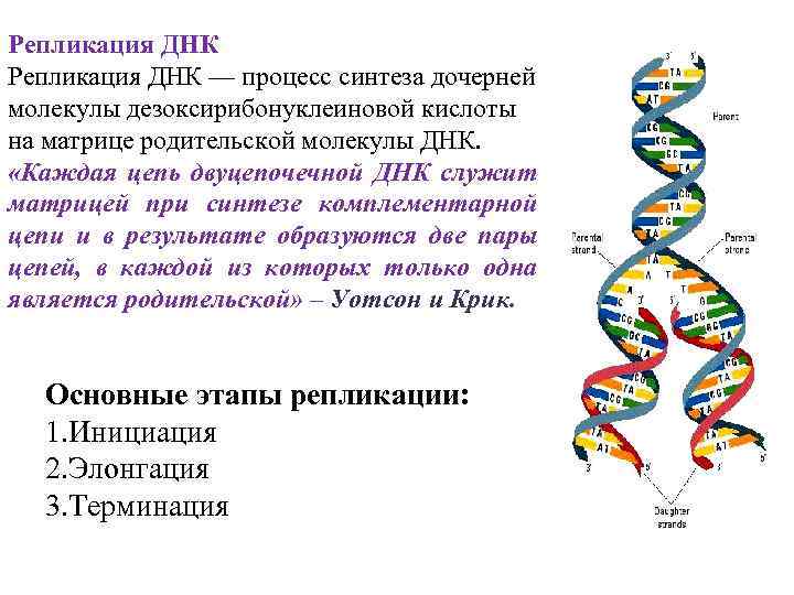 Репликация ДНК — процесс синтеза дочерней молекулы дезоксирибонуклеиновой кислоты на матрице родительской молекулы ДНК.