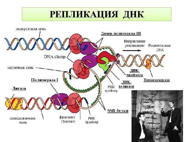 РЕПЛИКАЦИЯ ДНК 