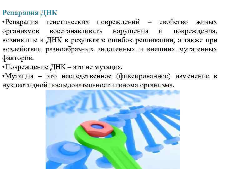 Репарация ДНК • Репарация генетических повреждений – свойство живых организмов восстанавливать нарушения и повреждения,