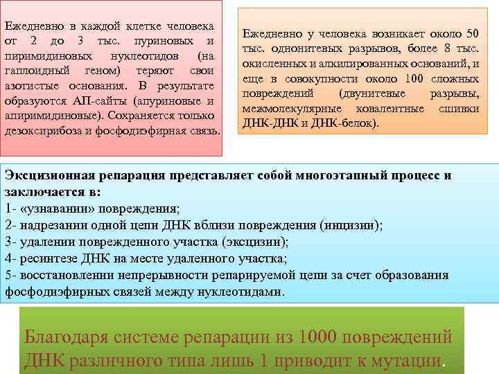 Ежедневно в каждой клетке человека от 2 до 3 тыс. пуриновых и пиримидиновых нуклеотидов