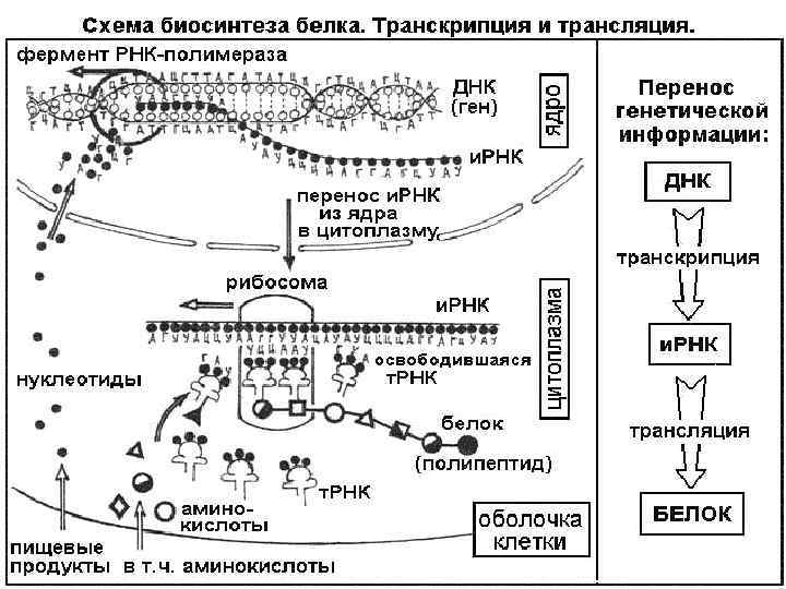 Общая схема синтеза белка