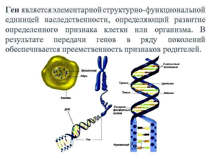 Составьте ген. Элементарная структурная единица Гена. Строение генома эукариот. Ген это элементарная единица наследственности. Строение ДНК Гена схема.