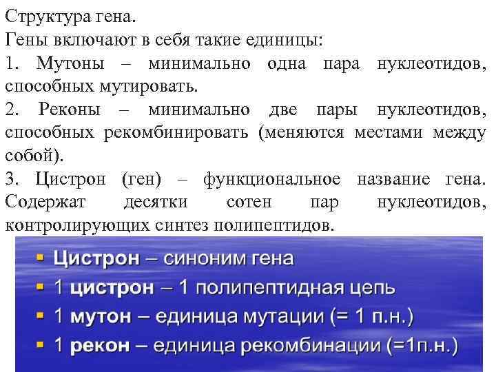 Структура гена. Гены включают в себя такие единицы: 1. Мутоны – минимально одна пара