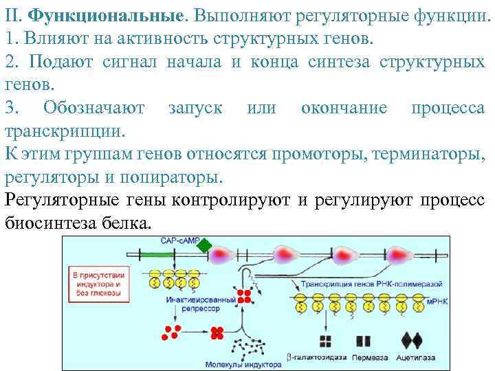 II. Функциональные. Выполняют регуляторные функции. 1. Влияют на активность структурных генов. 2. Подают сигнал