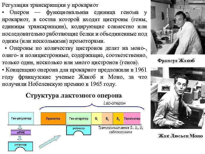 Регуляция транскрипции у прокариот • Оперон — функциональная единица генома у прокариот, в состав