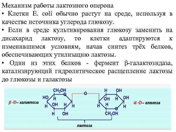 Механизм работы лактозного оперона • Клетки Е. coli обычно растут на среде, используя в