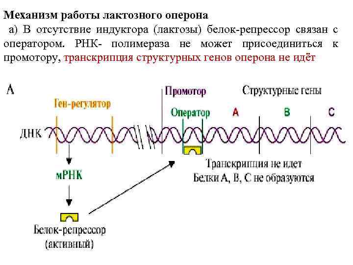 Механизм работы лактозного оперона a) В отсутствие индуктора (лактозы) белок-репрессор связан с оператором. РНК-