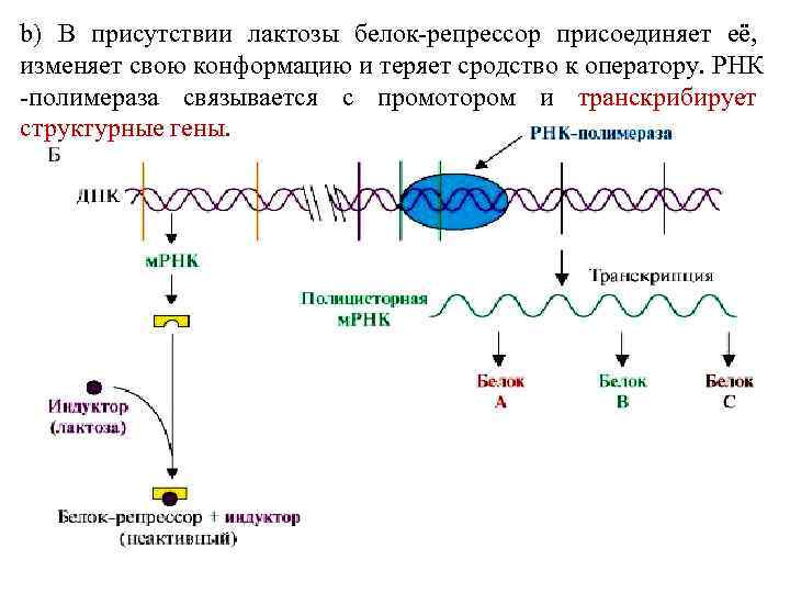 Рнк и белки эукариот