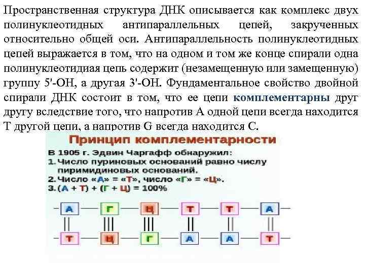 Цепи молекулы антипараллельны днк