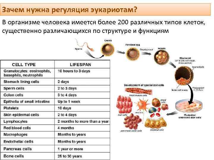 Зачем нужна регуляция эукариотам? В организме человека имеется более 200 различных типов клеток, существенно