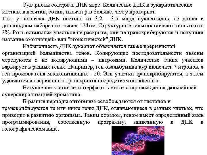 Эукариоты содержат ДНК ядре. Количество ДНК в эукариотических клетках в десятки, сотни, тысячи раз