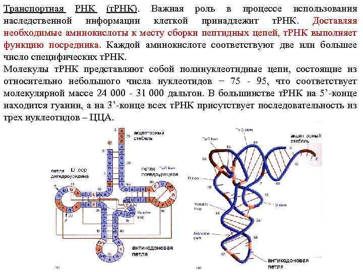 Транспортная РНК (т. РНК). Важная роль в процессе использования наследственной информации клеткой принадлежит т.