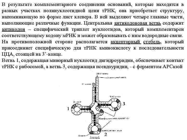 В результате комплементарного соединения оснований, которые находятся в разных участках полинуклеотидной цени т. РНК,