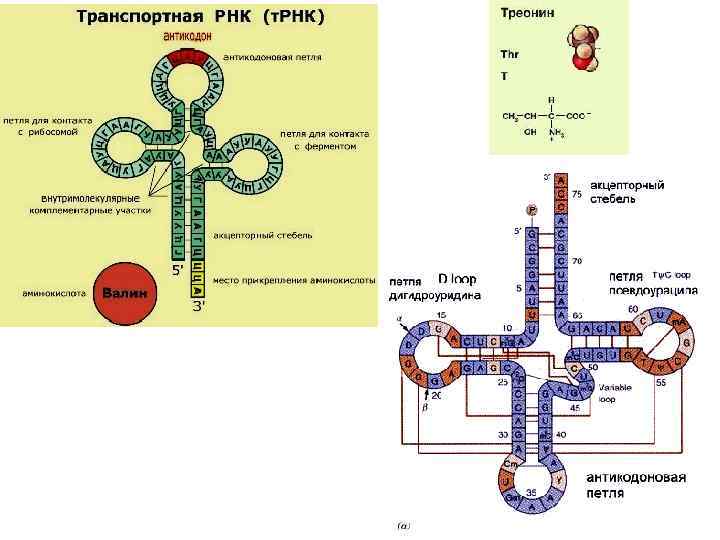 Соединение трнк с аминокислотой. ТРНК строение петли. Строение ТРНК обозначения. Структура ТРНК схема. РНК схема строения ТРНК.