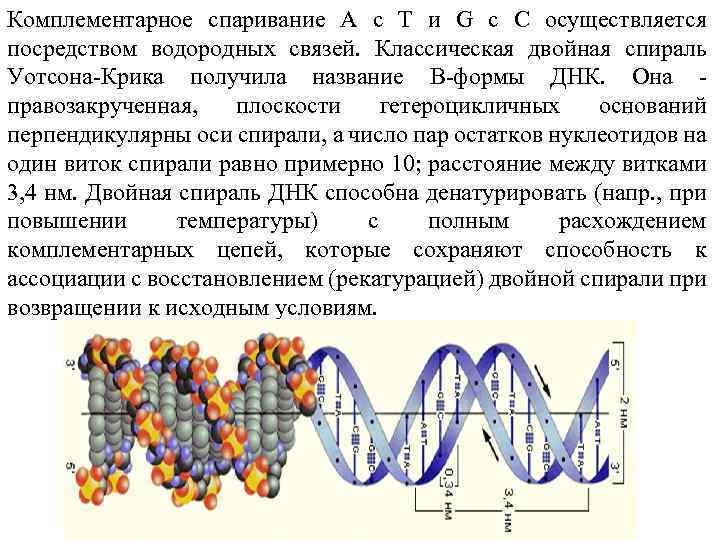 Схема строения гена